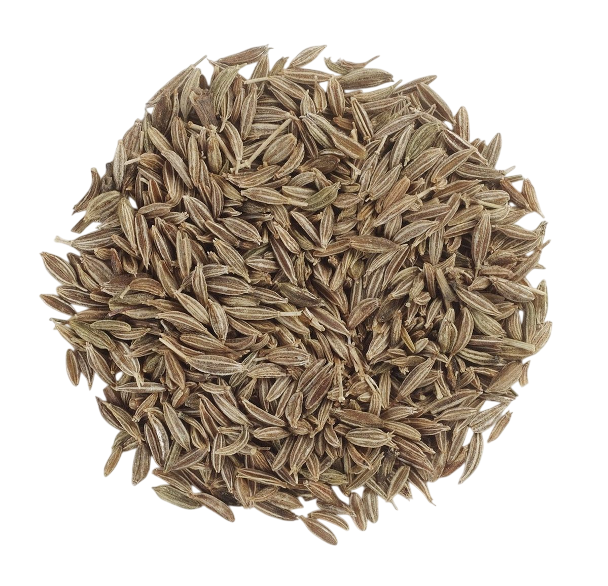 Cumin Seeds Exporter India